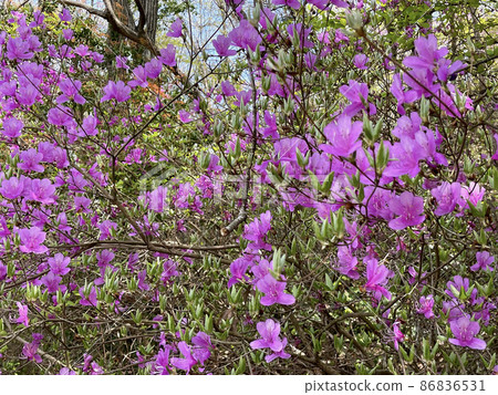 Azaleas that bloom on the mountain side of the road from the entrance on the northeast side of Sanda City Central Park 86836531