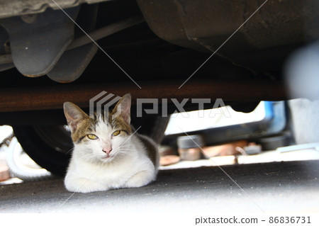 Cat  86836731