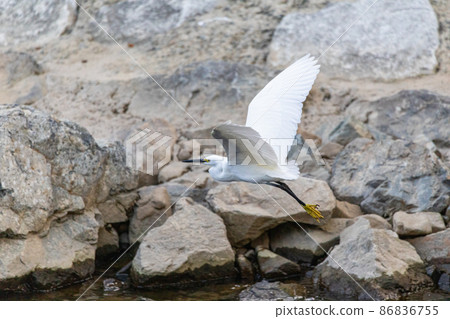 Little egret to fly Little egret to fly 86836755