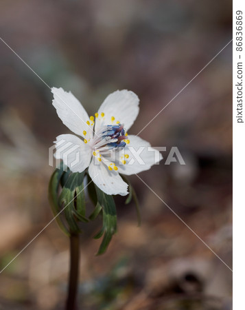 Spring fairy, Eranthis pinnatifida 86836869