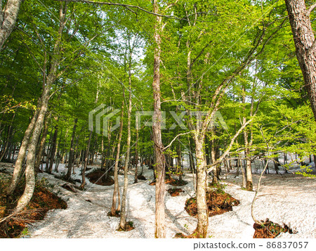Photographs and landscapes: Opening of beech trees on Mt. Hakkoda to inform spring 86837057