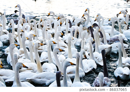 Photo, Overwintering Battle for Bread in Takamatsu Pond, Iwate Prefecture Waterfowl everyone is a bread-eating competition. Photo, Overwintering Battle for Bread in Takamatsu Pond, Iwate Prefecture Waterfowl everyone is a bread-eating competition. 86837065