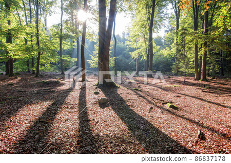 Autumn morning in beechwoods - backlight 86837178