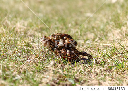 Pair of the brown frog in a grass - reproduction Pair of the brown frog in a grass - reproduction 86837183