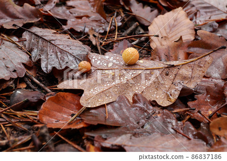 Oak apple or oak gall 86837186