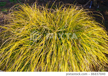 埃瓦里洛 86837840