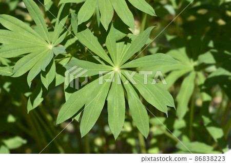 Large leaved lupine Large leaved lupine 86838223