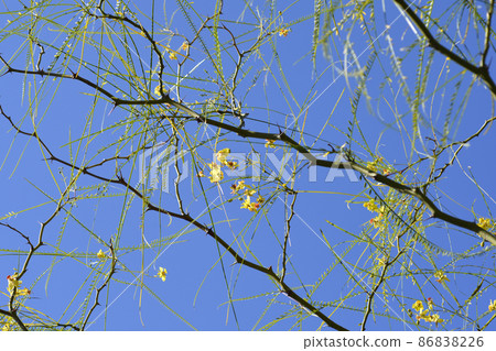 Jerusalem Thorn 86838226
