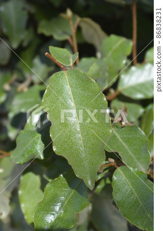 Thorny olive Thorny olive 86838231