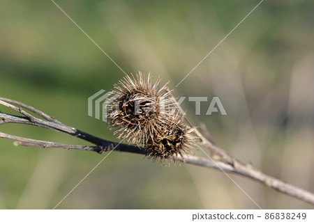 Lesser burdock 86838249