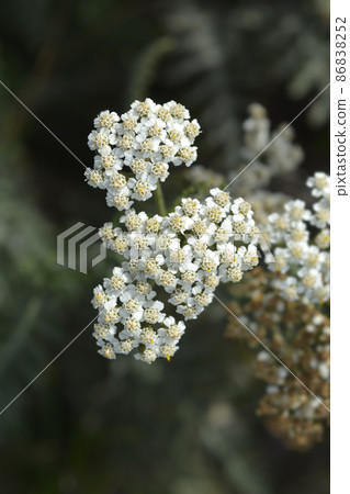 Common Yarrow 86838252