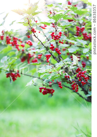 Ripe red currant in a summer garden. Ribes rubrum plant with ripe red berries. Ripe red currant in a summer garden. Ribes rubrum plant with ripe red berries. 86838357