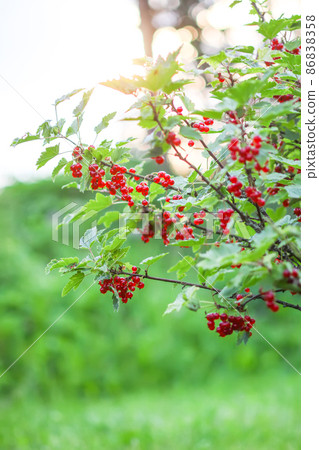 Ripe red currant in a summer garden. Ribes rubrum plant with ripe red berries. Ripe red currant in a summer garden. Ribes rubrum plant with ripe red berries. 86838358