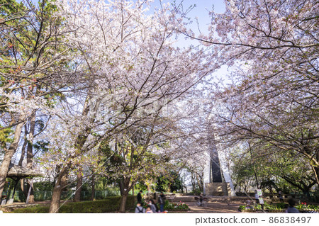Sakura at Yumemigasaki Zoological Park Sakura at Yumemigasaki Zoological Park 86838497