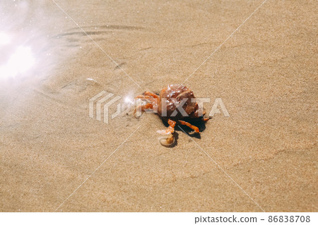 Sand texture background with red crab or crayfish. Nature sand top view on beach in summer. Wave pattern on the coast. Close up of some sand on the shore. 86838708
