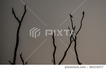 Dead tree with sky background at evening. 86838857