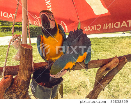 a parrot of bright color sits on a tree. poultry with beak and colored feathers. cute white-breasted parrot with yellow withers a parrot of bright color sits on a tree. poultry with beak and colored feathers. cute white-breasted parrot with yellow withers 86838869