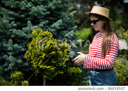 Side view of a girl as she trims a thuja tree branch. 86839587