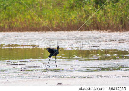 The glossy ibis, latin name Plegadis falcinellus, searching for food in the shallow lagoon. 86839615