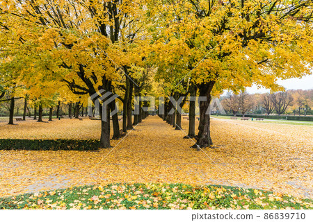 Yellow lane of trees at the Cinquantenaire park during autumn 86839710