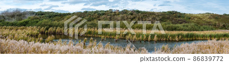 Sea grasses, plants, natural water ponds and sand dunes in the Flemish nature reserve Fonteintjes in Blankenberge, Belgium. 86839772