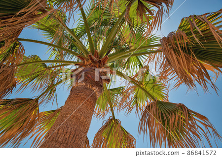 Trunk and crown of a tropical palm tree, bottom view Trunk and crown of a tropical palm tree, bottom view 86841572