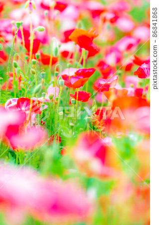 Early summer poppy field in full bloom [Nagano Prefecture] 86841868
