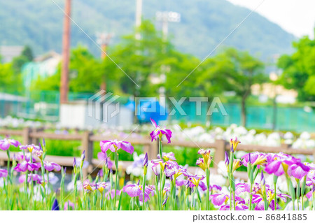 Iris flower [Nagano Prefecture] 86841885