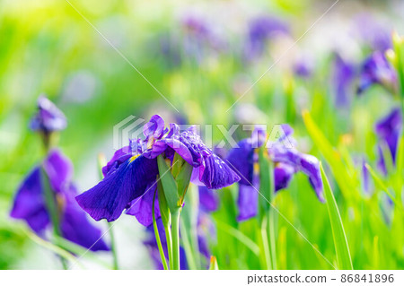 Iris flower [Nagano Prefecture] 86841896