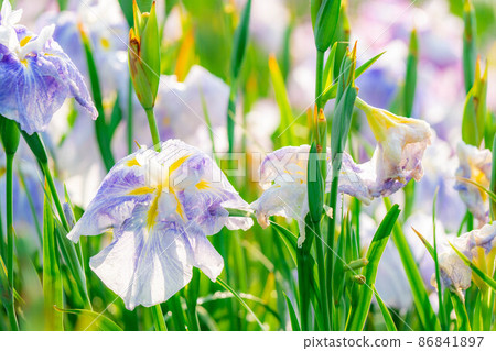 Iris flower [Nagano Prefecture] 86841897