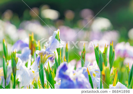 Iris flower [Nagano Prefecture] 86841898