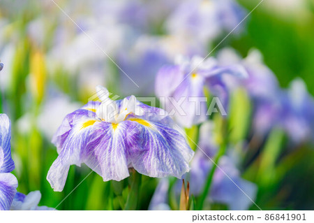 Iris flower [Nagano Prefecture] 86841901