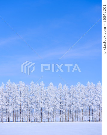 Windbreak with hoarfrost Windbreak with hoarfrost 86842201