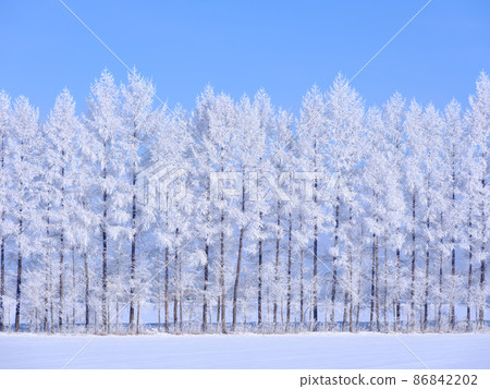 Windbreak with hoarfrost 86842202