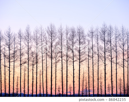 Sunrise and windbreak Sunrise and windbreak 86842235