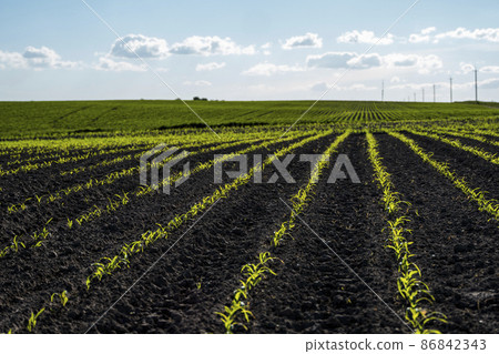 Panoramic view of rows of young corn plants on a moist field in a spring. Agricultural rural landscape. 86842343