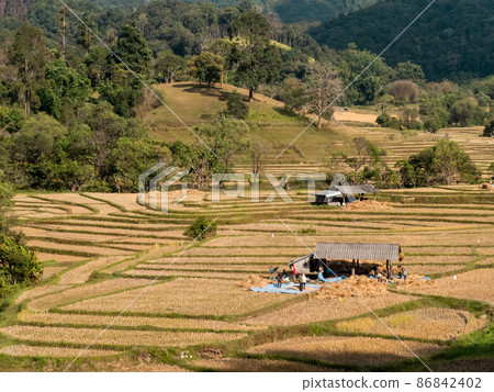 Landscape of Field rice , Mae Hong Son, northern Thailand Landscape of Field rice , Mae Hong Son, northern Thailand 86842402