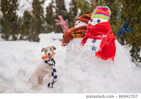 Jack Russell Terrier dog holding a carrot in his mouth for a snowman. Jack Russell Terrier dog holding a carrot in his mouth for a snowman. 86842707