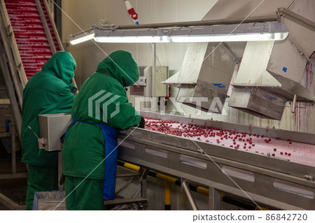 Manual sorting of frozen cherries on the conveyor. 86842720