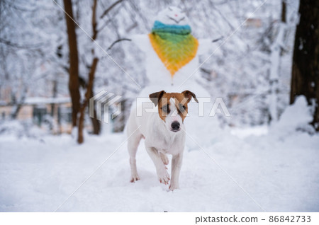 Dog jack russell terrier walks on the street in winter. Snowman in a scarf.  86842733