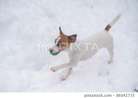Jack Russell Terrier dog playing ball in the snow. Jack Russell Terrier dog playing ball in the snow. 86842735