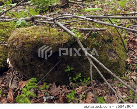 Moss and windthrow (Chitose, Hokkaido) Moss and windthrow (Chitose, Hokkaido) 86842904