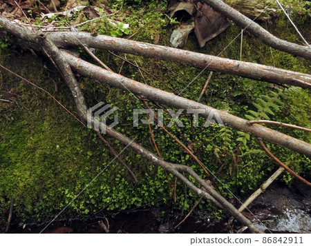 Moss and windthrow (Chitose, Hokkaido) Moss and windthrow (Chitose, Hokkaido) 86842911