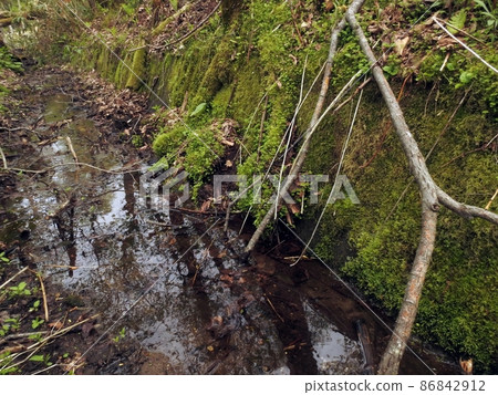 Moss and windthrow (Chitose, Hokkaido) Moss and windthrow (Chitose, Hokkaido) 86842912