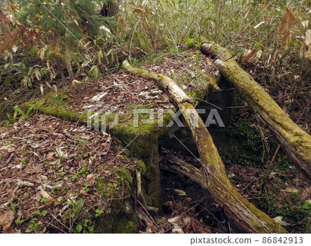 Moss and windthrow (Chitose, Hokkaido) Moss and windthrow (Chitose, Hokkaido) 86842913