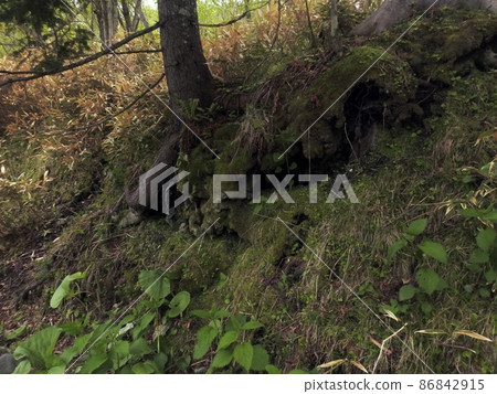 Moss and windthrow (Chitose, Hokkaido) Moss and windthrow (Chitose, Hokkaido) 86842915