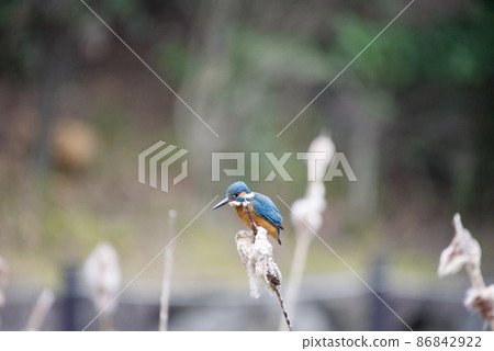 翠鳥瞄準獵物 翠鳥瞄準獵物 86842922