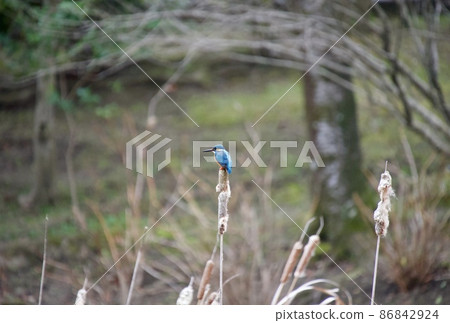 中間的翠鳥 中間的翠鳥 86842924