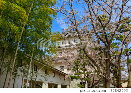 Gyoda City, Saitama Prefecture, Oshi Castle and cherry blossoms in full bloom Gyoda City, Saitama Prefecture, Oshi Castle and cherry blossoms in full bloom 86842993