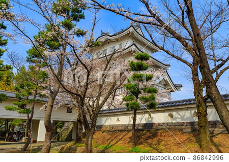 埼玉縣行田市、押志城和盛開的櫻花 86842996